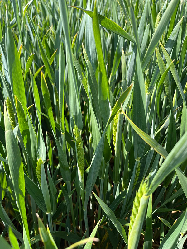 hvedeaks er på vej frem